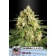 KERA CLASSIC SKUNK* KERA SEEDS 3 SEMI FEM