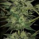 CRAZY BUD AUTO* KERA SEEDS AUTO 10 SEMI FEM