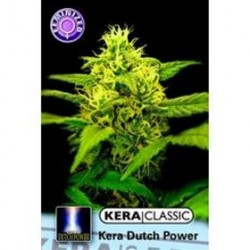 KERA DUTCH POWER 2.0 * KERA SEEDS 3 SEMI FEM