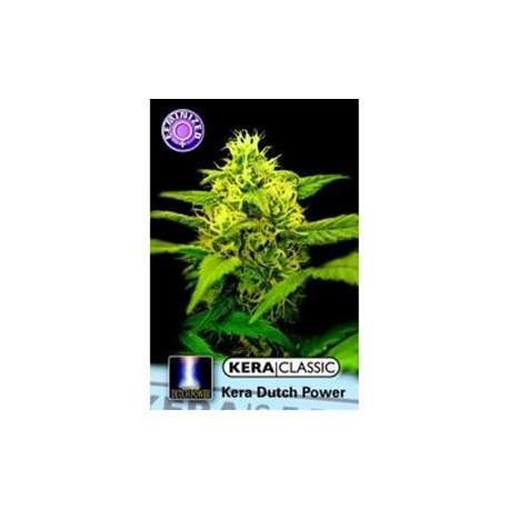 KERA DUTCH POWER 2.0 * KERA SEEDS 3 SEMI FEM