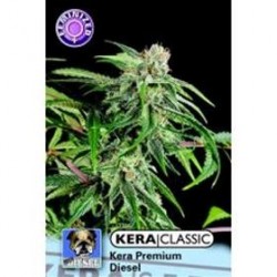 KERA PREMIUM DIESEL* KERA SEEDS 3 SEMI FEM