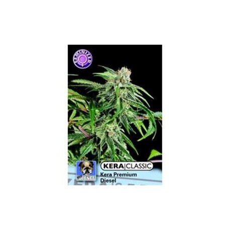 KERA PREMIUM DIESEL* KERA SEEDS 3 SEMI FEM