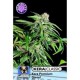 KERA PREMIUM DIESEL* KERA SEEDS 5 SEMI FEM