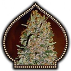 AUTOFLORACION COLLECTION #1 * 00SEEDS 6 SEMI FEM