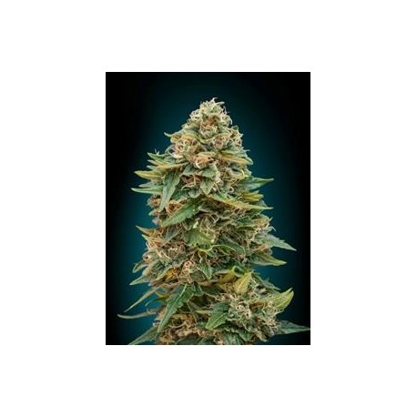 AUTO SKUNK 47 * ADVANCED SEEDS 10 SEMI FEM