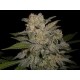 NORTHERN LIGHT AUTO * EXPERT SEEDS 3 SEMI FEM 