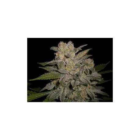 NORTHERN LIGHT AUTO * EXPERT SEEDS 3 SEMI FEM 