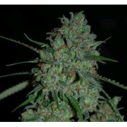 AFGHAN SKUNK * EXPERT SEEDS 5 SEMI FEM 