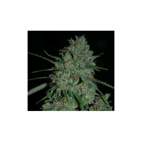 AFGHAN SKUNK * EXPERT SEEDS 5 SEMI FEM 