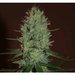 AMNESIA HAZE * EXPERT SEEDS 5 SEMI FEM 