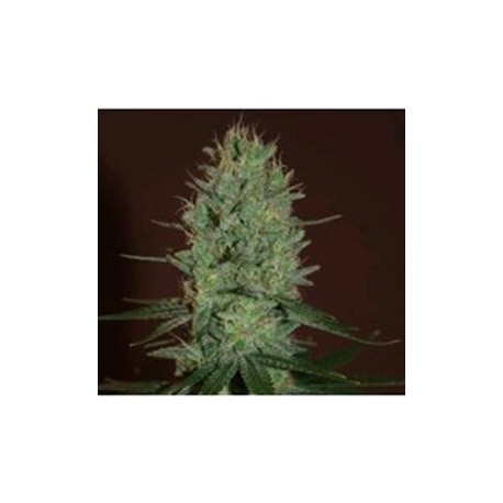 AMNESIA HAZE * EXPERT SEEDS 5 SEMI FEM 