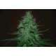 AMNESIA HAZE AUTO * EXPERT SEEDS 5 SEMI FEM 