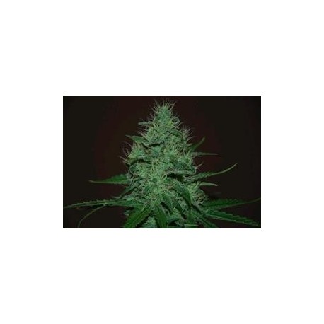 AMNESIA HAZE AUTO * EXPERT SEEDS 5 SEMI FEM 