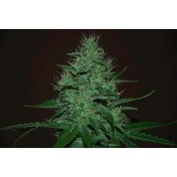 AMNESIA HAZE AUTO * EXPERT SEEDS 1 SEME FEM 
