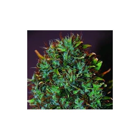 EXPERT HAZE * EXPERT SEEDS 1 SEME FEM 