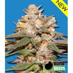 BIG BOMB AUTO * BOMB SEEDS 10 SEMI FEM 