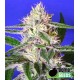 EDAM BOMB (EX CHEESE BOMB) * BOMB SEEDS 10 SEMI REG