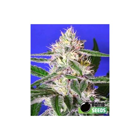 EDAM BOMB (EX CHEESE BOMB) * BOMB SEEDS 10 SEMI REG