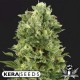 WHITE THUNDER * KERA SEEDS 5 SEMI FEM