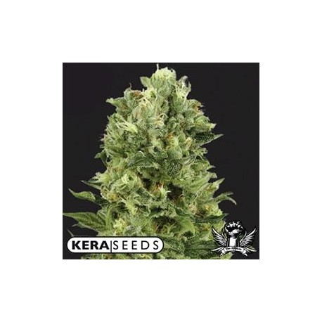 WHITE THUNDER * KERA SEEDS 5 SEMI FEM