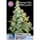 AMNESIA MAC GANJA * KERA SEEDS 5 SEMI FEM