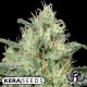 CRITICAL AUTO * KERA SEEDS AUTO 5 SEMI FEM