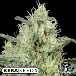 CRITICAL AUTO * KERA SEEDS AUTO 5 SEMI FEM