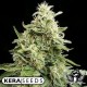 AMNESIA AUTO * KERA SEEDS AUTO 5 SEMI FEM