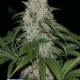 KERAMATIC AUTO * KERA SEEDS AUTO 1 SEME FEM