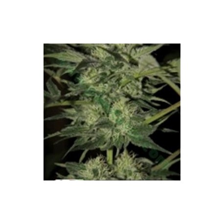 CRAZY BUD AUTO* KERA SEEDS AUTO 1 SEME FEM