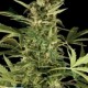 NLX DIAMOND AUTO * KERA SEEDS AUTO 1 SEME FEM