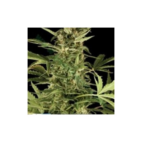 NLX DIAMOND AUTO * KERA SEEDS AUTO 1 SEME FEM