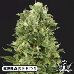 WHITE THUNDER * KERA SEEDS 10 SEMI FEM