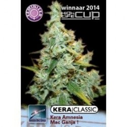 AMNESIA MAC GANJA * KERA SEEDS 1 SEME FEM