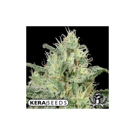 CRITICAL AUTO * KERA SEEDS AUTO 1 SEME FEM 