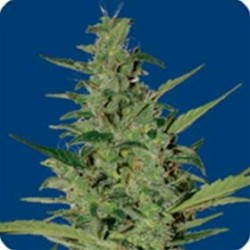 SOL HAZE AUTO* SEEDS OF LIFE 3 SEMI FEM 