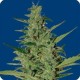 SOL HAZE AUTO* SEEDS OF LIFE 1 SEME FEM 