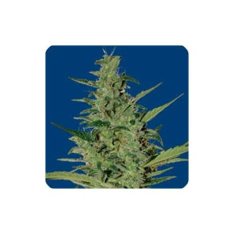 SOL HAZE AUTO* SEEDS OF LIFE 1 SEME FEM 