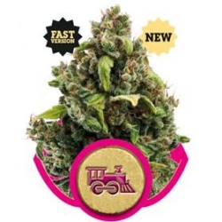 CANDY KUSH EXPRESS (FAST VERSION) * ROYAL QUEEN SEEDS 3 SEMI FEM 