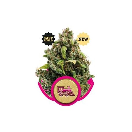 CANDY KUSH EXPRESS (FAST VERSION) * ROYAL QUEEN SEEDS 3 SEMI FEM 