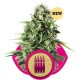 ROYAL AK* ROYAL QUEEN SEEDS 3 SEMI FEM 