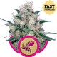 HONEY CREAM FAST VERSION (ROYAL CARAMEL FAST VERSION)* ROYAL QUEEN SEEDS 3 SEMI FEM 