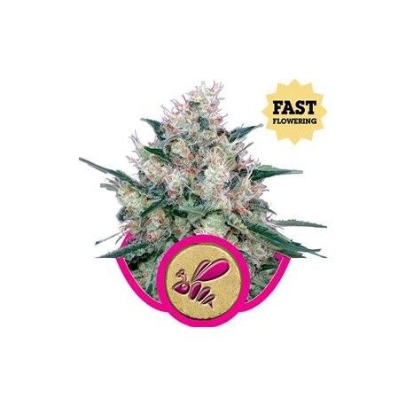 HONEY CREAM FAST VERSION (ROYAL CARAMEL FAST VERSION)* ROYAL QUEEN SEEDS 3 SEMI FEM 