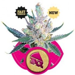 ROYAL CHEESE FAST VERSION * ROYAL QUEEN SEEDS 3 SEMI FEM 