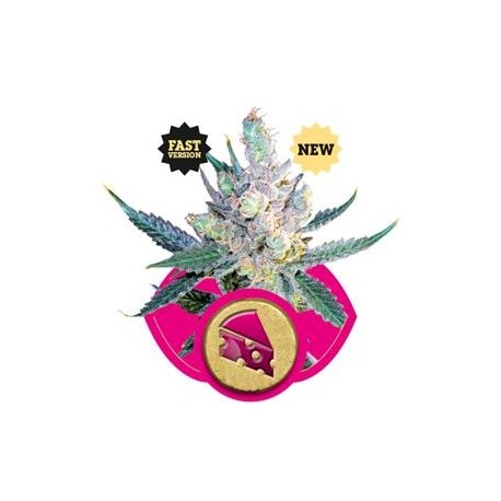 ROYAL CHEESE FAST VERSION * ROYAL QUEEN SEEDS 3 SEMI FEM 