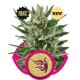 SPEEDY CHILE FAST VERSIO * ROYAL QUEEN SEEDS 3 SEMI FEM 