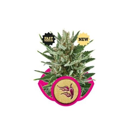 SPEEDY CHILE FAST VERSIO * ROYAL QUEEN SEEDS 3 SEMI FEM 