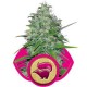 SKUNK XL * ROYAL QUEEN SEEDS 10 SEMI FEM 