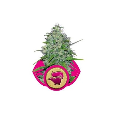 SKUNK XL * ROYAL QUEEN SEEDS 10 SEMI FEM 