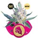 ROYAL CHEESE FAST VERSION * ROYAL QUEEN SEEDS 10 SEMI FEM 